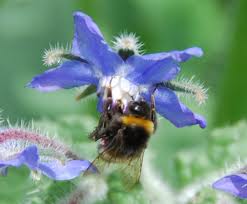 Bee in Borage