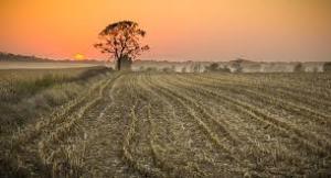 harvest